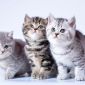 Рисованные клубные британские котята: мрамор, леопард, тигровые! объявление Продам уменьшенное изображение 1