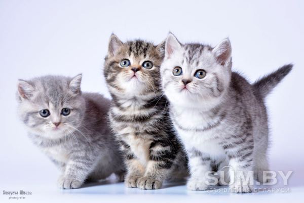 Рисованные клубные британские котята: мрамор, леопард, тигровые! объявление Продам уменьшенное изображение 