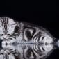 Рисованные клубные британские котята: мрамор, леопард, тигровые! объявление Продам уменьшенное изображение 2
