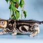 Рисованные клубные британские котята: мрамор, леопард, тигровые! объявление Продам уменьшенное изображение 3