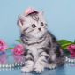 Рисованные клубные британские котята: мрамор, леопард, тигровые! объявление Продам уменьшенное изображение 4