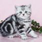 Рисованные клубные британские котята: мрамор, леопард, тигровые! объявление Продам уменьшенное изображение 5