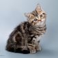 Рисованные клубные британские котята: мрамор, леопард, тигровые! объявление Продам уменьшенное изображение 6