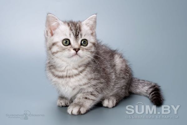 Рисованные клубные британские котята: мрамор, леопард, тигровые! объявление Продам уменьшенное изображение 