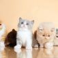 Биколор клубные британские котята всех окрасов! объявление Продам уменьшенное изображение 1