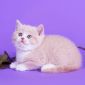 Биколор клубные британские котята всех окрасов! объявление Продам уменьшенное изображение 2
