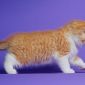 Биколор клубные британские котята всех окрасов! объявление Продам уменьшенное изображение 3