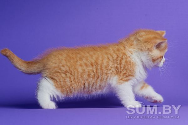 Биколор клубные британские котята всех окрасов! объявление Продам уменьшенное изображение 