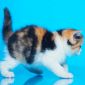 Биколор клубные британские котята всех окрасов! объявление Продам уменьшенное изображение 4