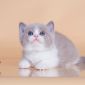 Биколор клубные британские котята всех окрасов! объявление Продам уменьшенное изображение 5