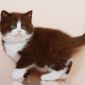 Биколор клубные британские котята всех окрасов! объявление Продам уменьшенное изображение 6