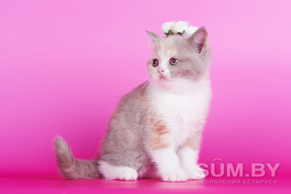 Биколор клубные британские котята всех окрасов! объявление Продам уменьшенное изображение 
