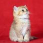 Клубные британские котята золотые шиншиллы! объявление Продам уменьшенное изображение 4
