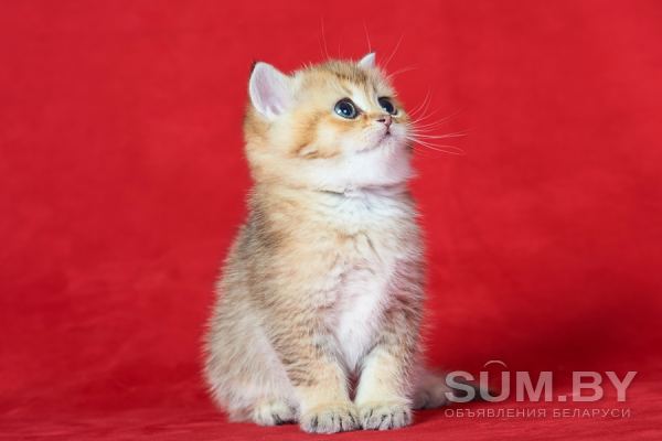 Клубные британские котята золотые шиншиллы! объявление Продам уменьшенное изображение 