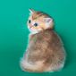 Клубные британские котята золотые шиншиллы! объявление Продам уменьшенное изображение 2