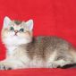 Клубные британские котята золотые шиншиллы! объявление Продам уменьшенное изображение 6