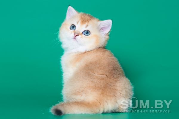Клубные британские котята золотые шиншиллы! объявление Продам уменьшенное изображение 