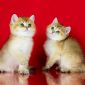 Клубные британские котята золотые шиншиллы! объявление Продам уменьшенное изображение 1