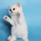 Клубные британские котята серебристые шиншиллы! объявление Продам уменьшенное изображение 1