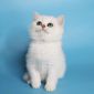 Клубные британские котята серебристые шиншиллы! объявление Продам уменьшенное изображение 3