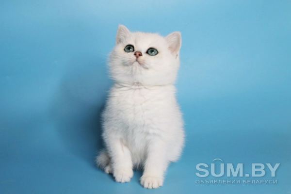 Клубные британские котята серебристые шиншиллы! объявление Продам уменьшенное изображение 