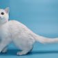 Клубные британские котята серебристые шиншиллы! объявление Продам уменьшенное изображение 4