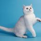 Клубные британские котята серебристые шиншиллы! объявление Продам уменьшенное изображение 5