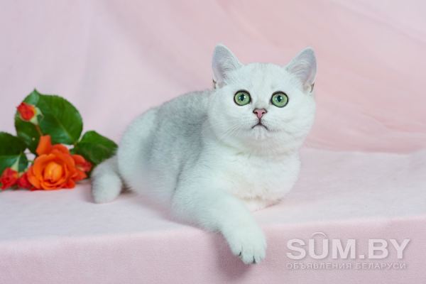 Клубные британские котята серебристые шиншиллы! объявление Продам уменьшенное изображение 