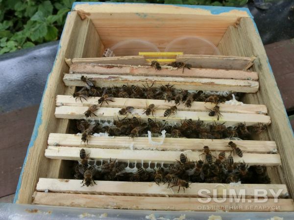 Пчелиные семьи, Пчелопакеты, Пчелиные матки объявление Продам уменьшенное изображение 