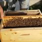 Пчелиные семьи, Пчелопакеты, Пчелиные матки объявление Продам уменьшенное изображение 3