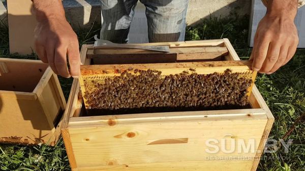 Пчелиные семьи, Пчелопакеты, Пчелиные матки объявление Продам уменьшенное изображение 
