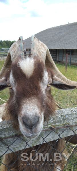 Продаются козы камерунской карликовой породы объявление Продам уменьшенное изображение 