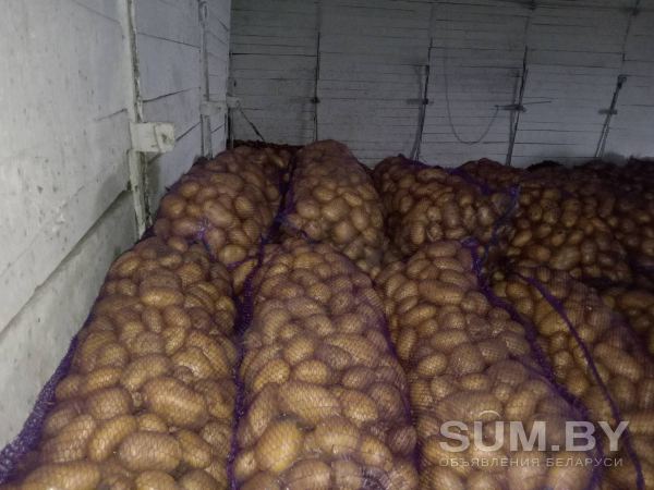 Продам картофель, овощи объявление Продам уменьшенное изображение 