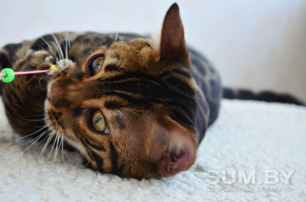 Угольный бенгальский котенок подрощенный объявление Продам уменьшенное изображение 