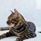 Угольный бенгальский котенок подрощенный объявление Продам уменьшенное изображение 3