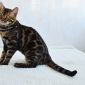 Угольный бенгальский котенок подрощенный объявление Продам уменьшенное изображение 6
