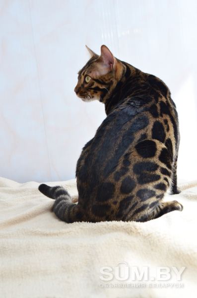 Угольный бенгальский котенок подрощенный объявление Продам уменьшенное изображение 