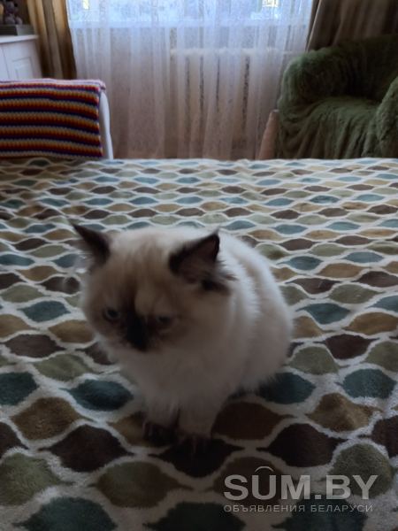 Котенок перс объявление Продам уменьшенное изображение 