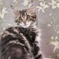 Котята девочки Мейн кун объявление Продам уменьшенное изображение 1