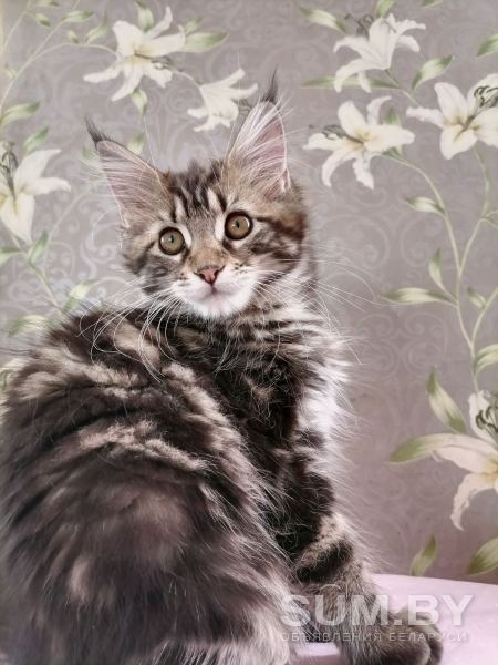 Котята девочки Мейн кун объявление Продам уменьшенное изображение 