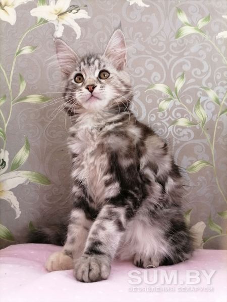 Котята девочки Мейн кун объявление Продам уменьшенное изображение 