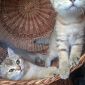 Шотландские котята объявление Продам уменьшенное изображение 6