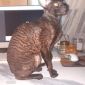 Бронь на котят Корниш-рекс объявление Продам уменьшенное изображение 2