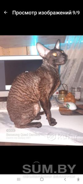 Бронь на котят Корниш-рекс объявление Продам уменьшенное изображение 
