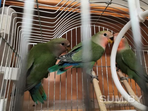 Продам попугаев неразлучников объявление Продам уменьшенное изображение 