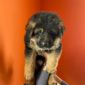 Продам щенка немецкой овчарки объявление Продам уменьшенное изображение 1