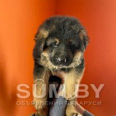 Продам щенка немецкой овчарки объявление Продам уменьшенное изображение 