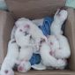 Продажа породистых щенков самоедов ❤️ объявление Продам уменьшенное изображение 1