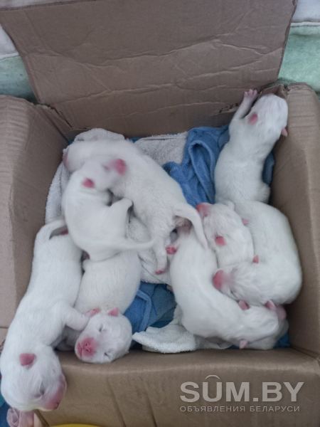 Продажа породистых щенков самоедов ❤️ объявление Продам уменьшенное изображение 