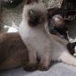 Сиамский котенок объявление Продам уменьшенное изображение 1